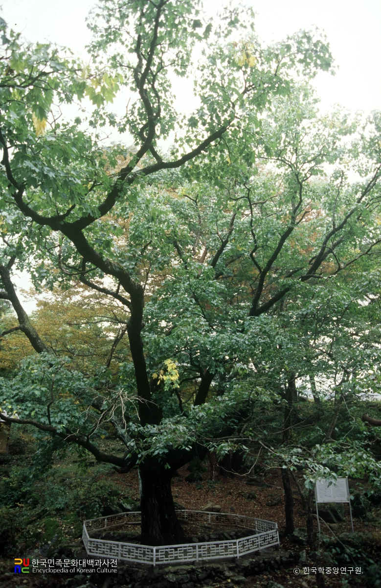 무주 설천면 음나무