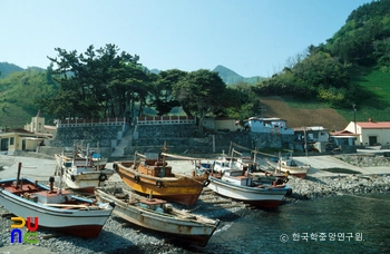 울릉 사동 흑비둘기 서식지