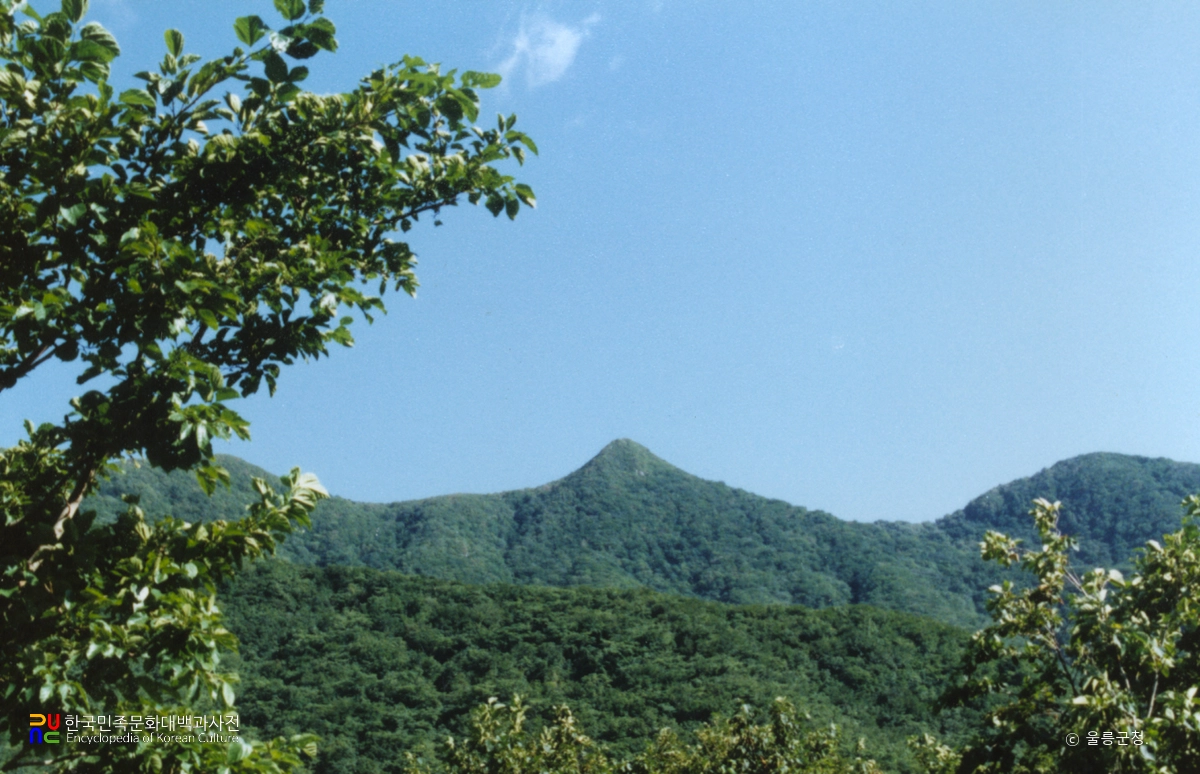 울릉 성인봉 원시림