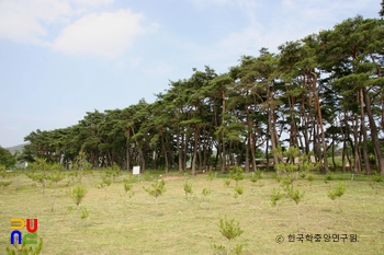 안동 하회마을 만송정 숲