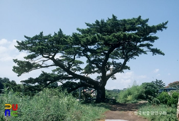 제주 수산리 곰솔