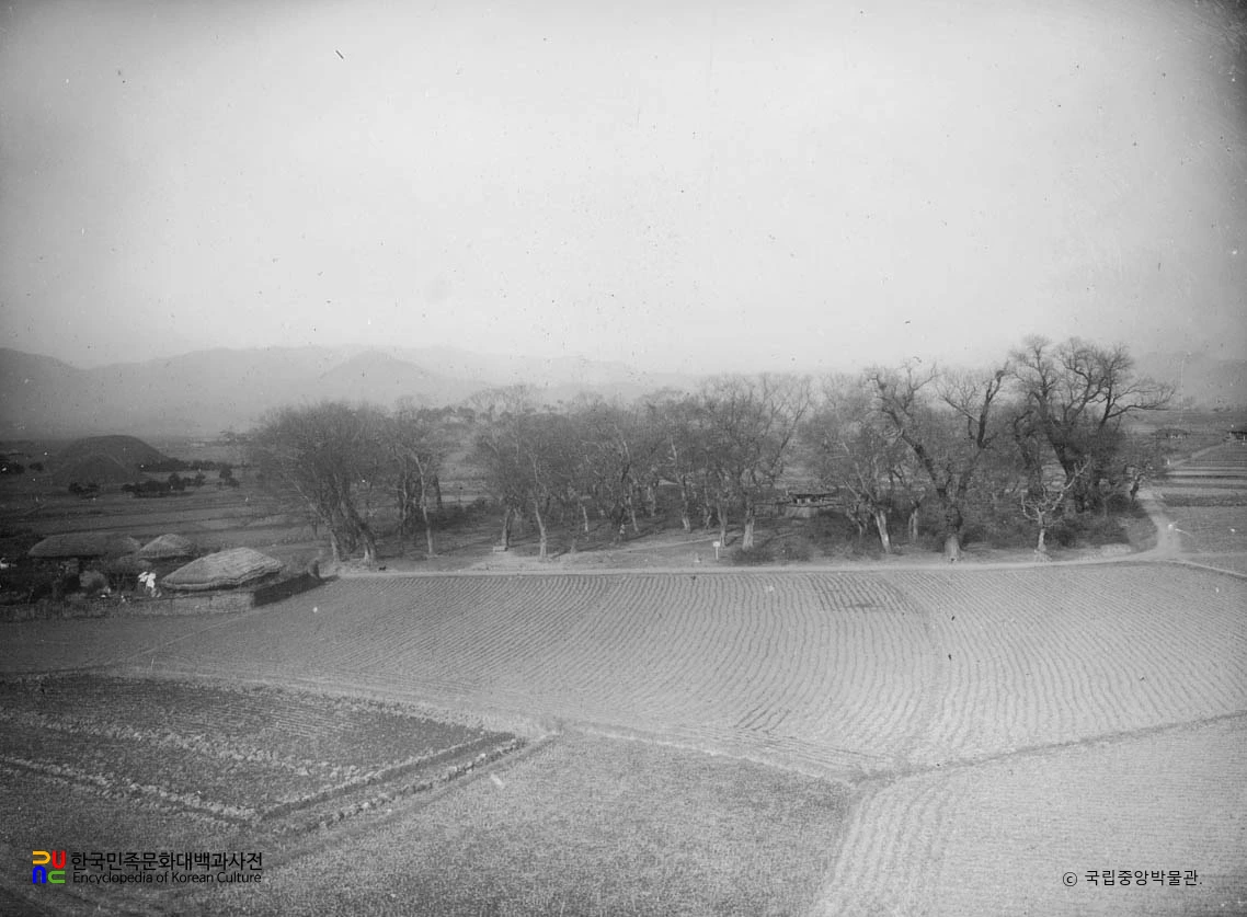 경주 계림 전경