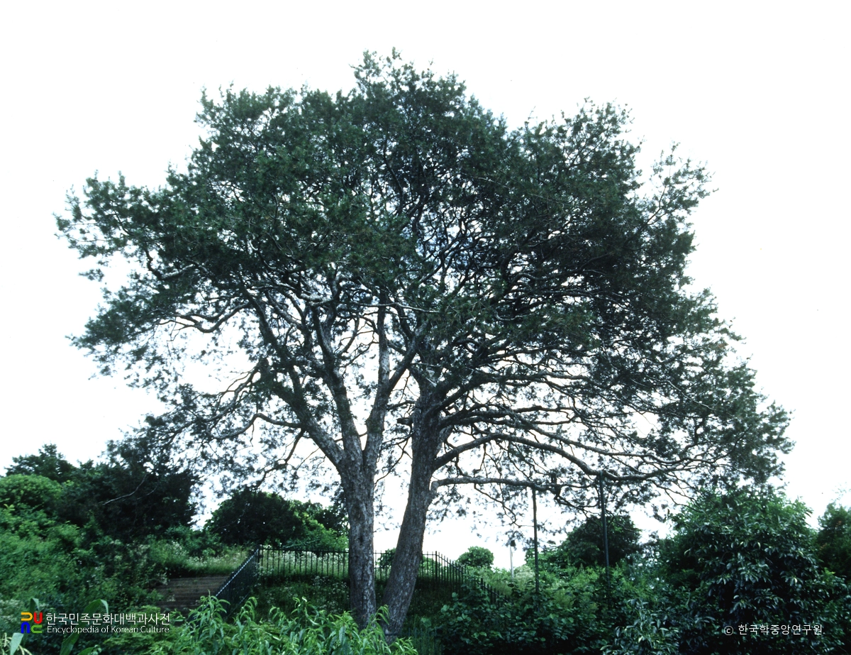이천 신대리 백송