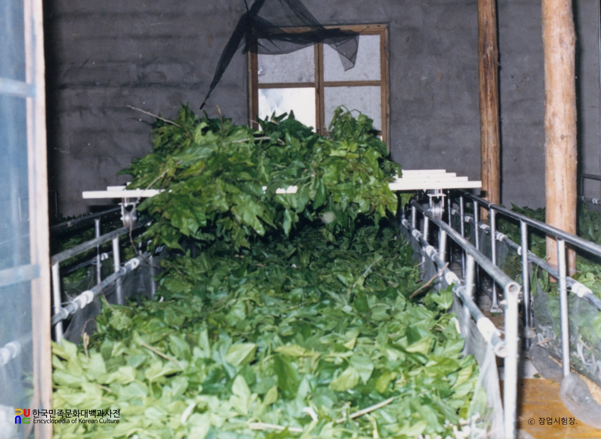 잠업시험장 / 누에 사육