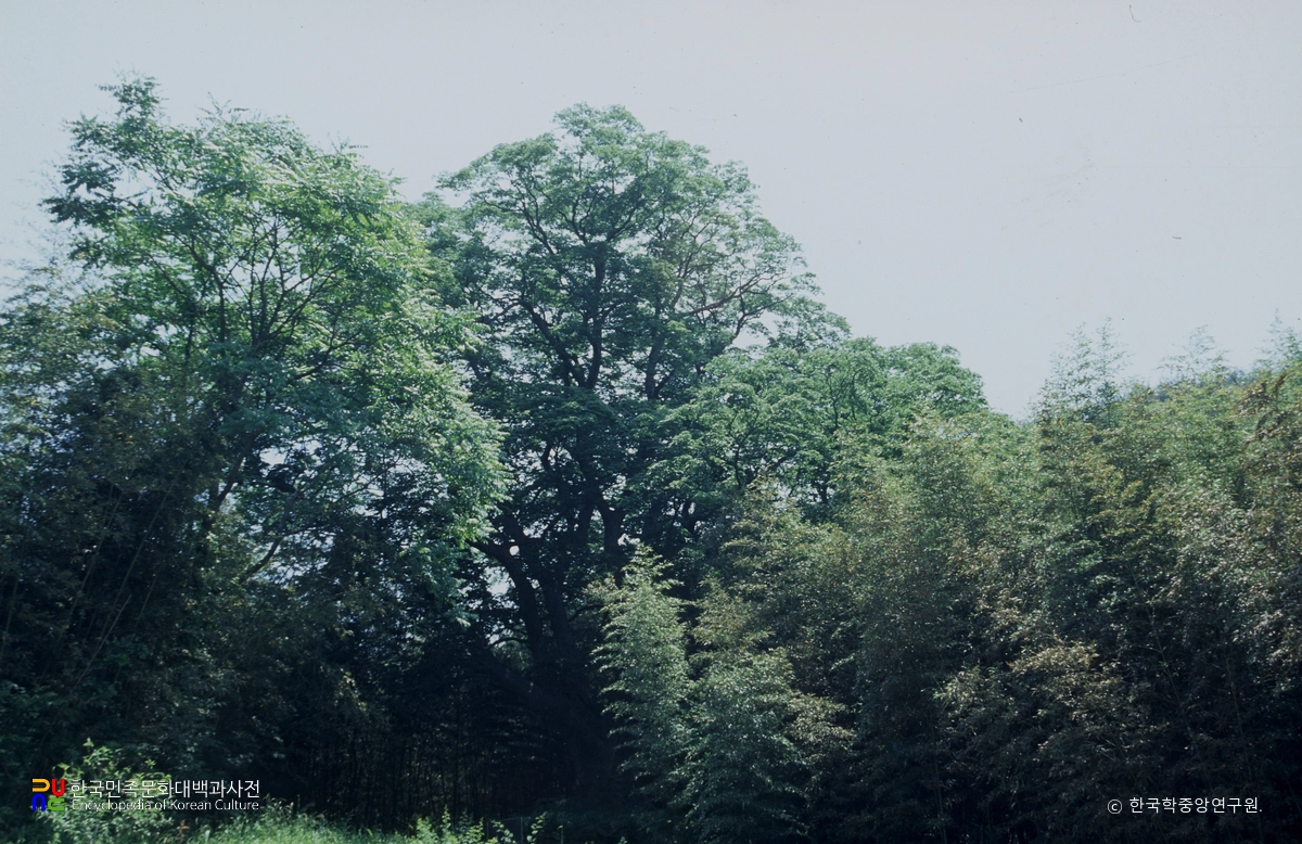 담양 경상리 느티나무