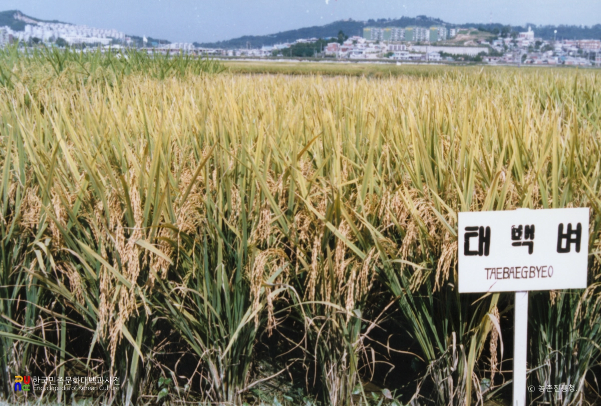 벼(태백벼)