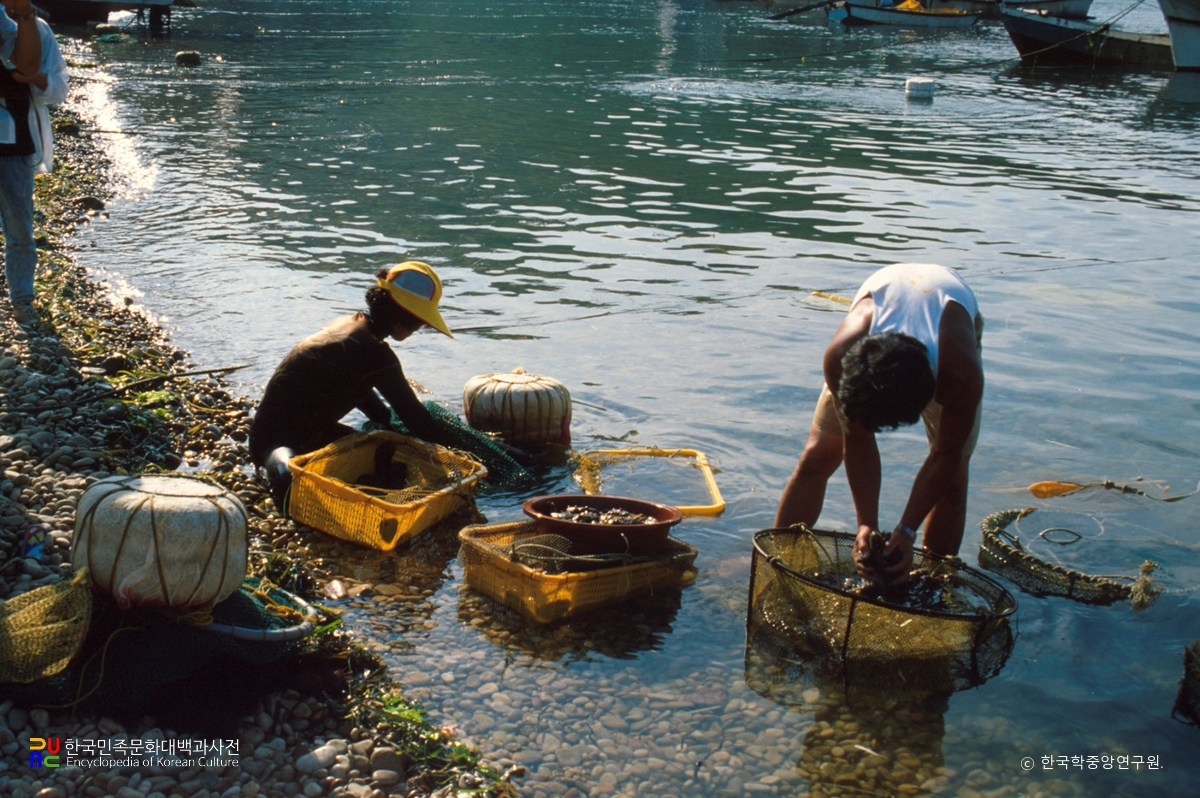 해삼 손질 / 백령도