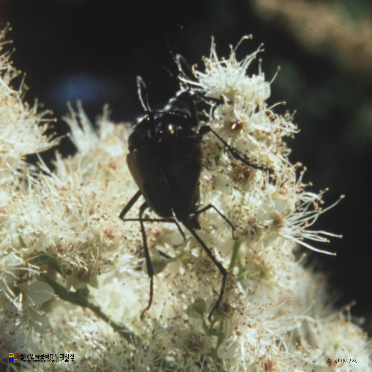 무늬넓은어깨하늘소 / 백두산