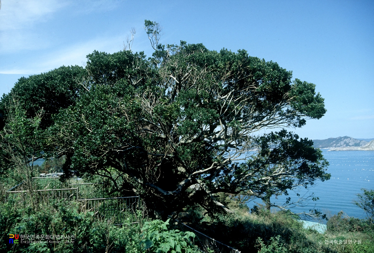 완도 예작도 감탕나무
