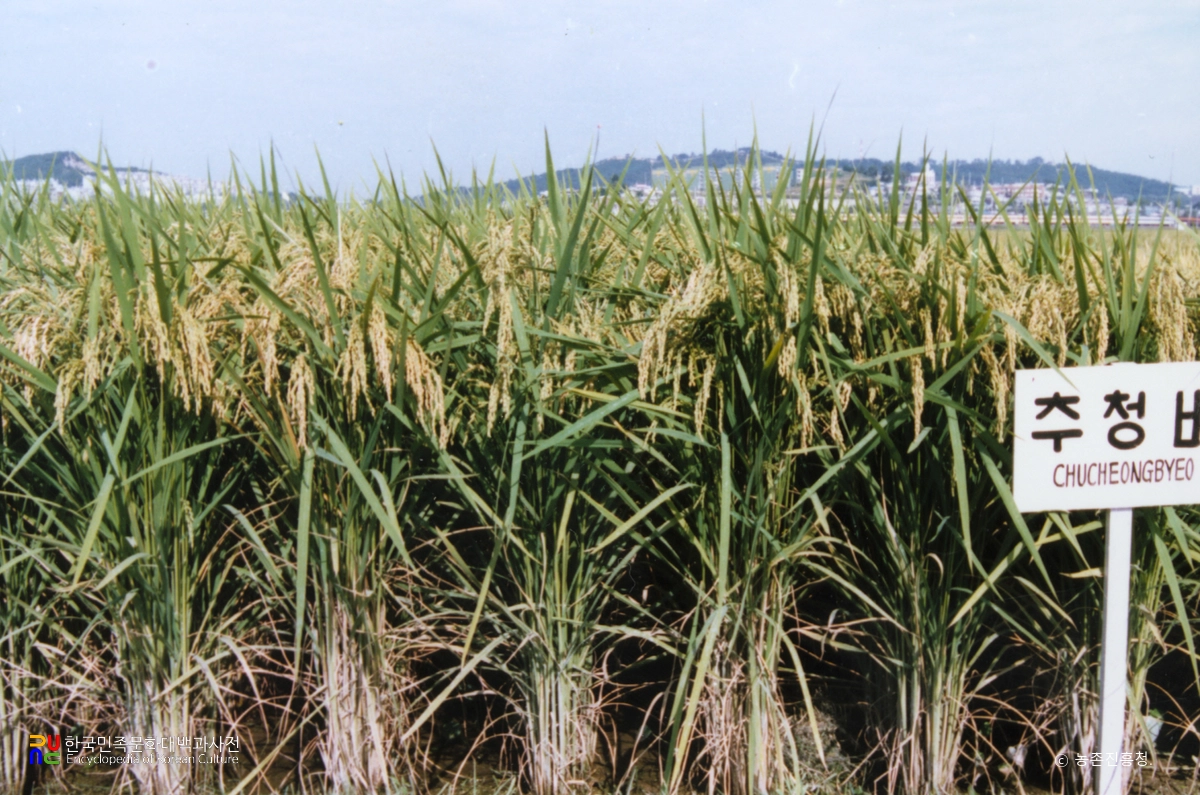 벼(추청벼)