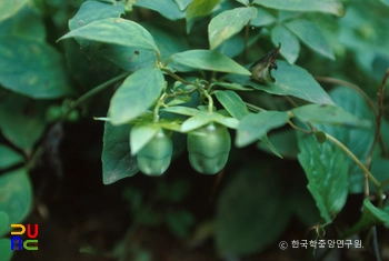 마비노기 추가 스킬 슬롯