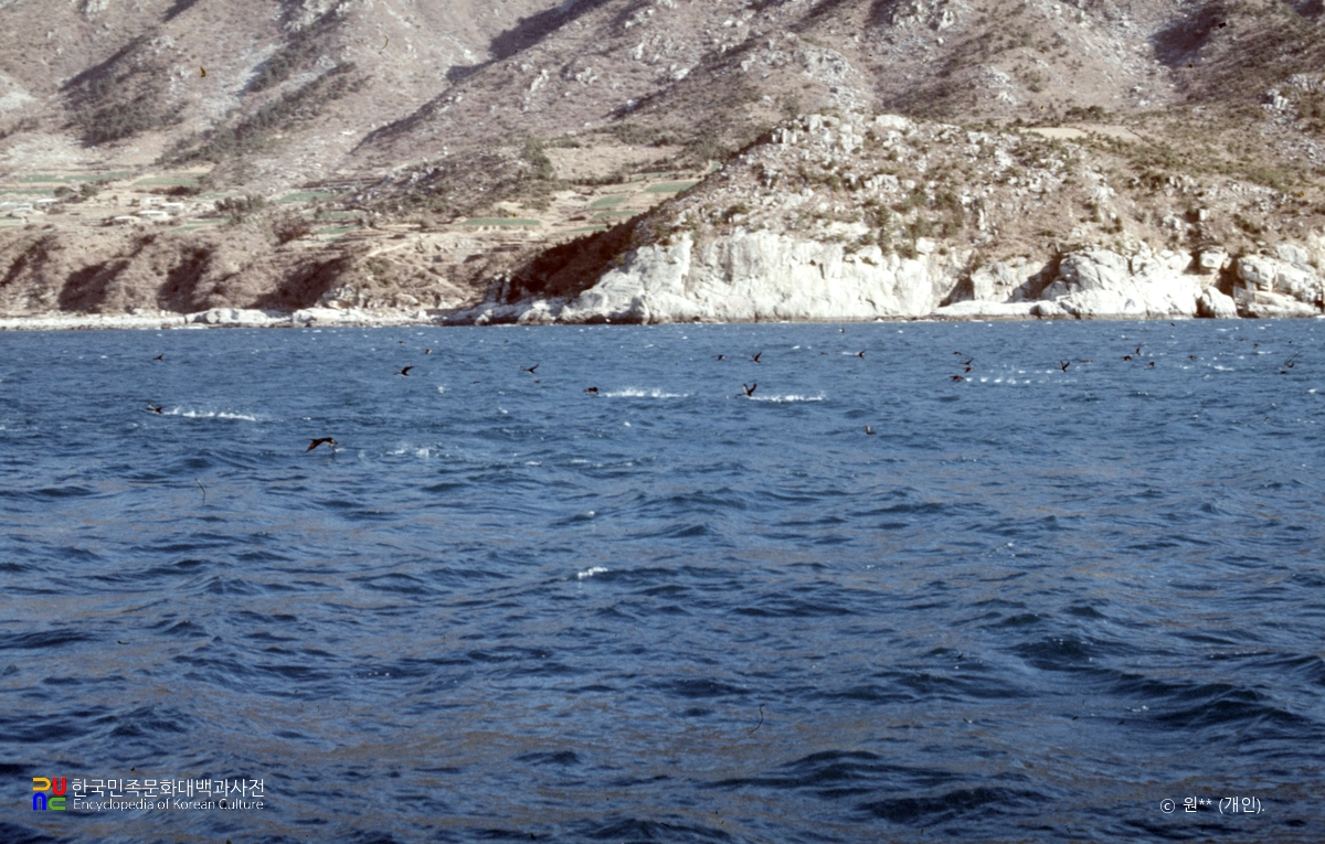거제 연안 아비 도래지