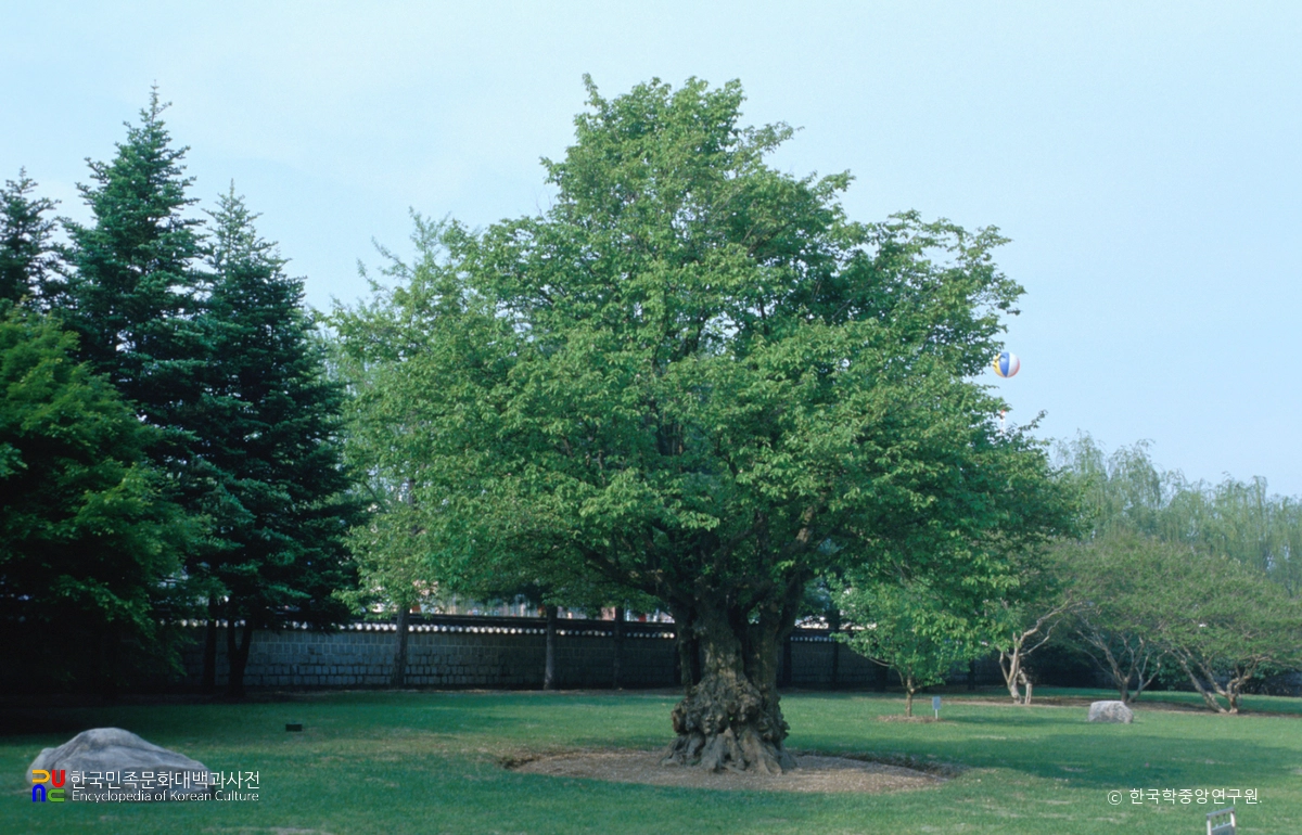 충익사 모과나무