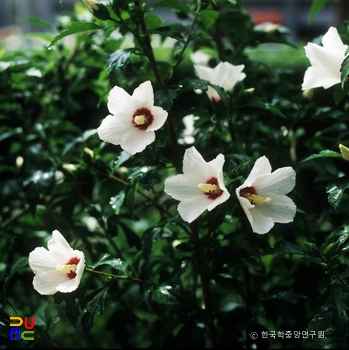 슬롯 머신 룰 / 일편단심