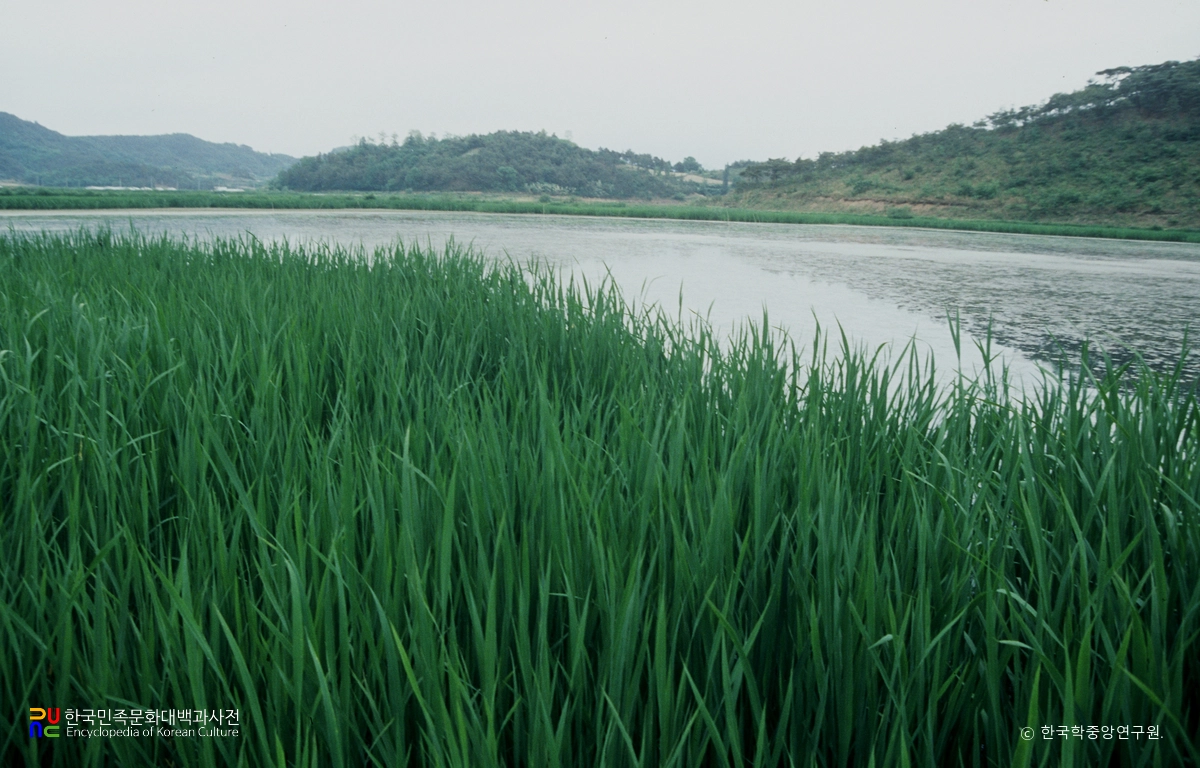 함안 대송리 늪지식물