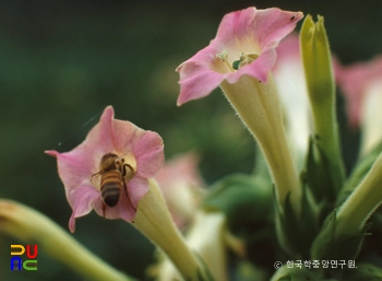 담배꽃