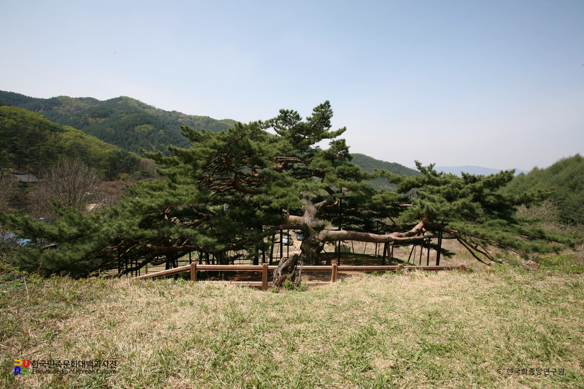 포천 직두리 부부송