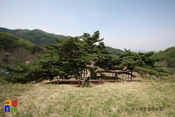 포천 직두리 부부송