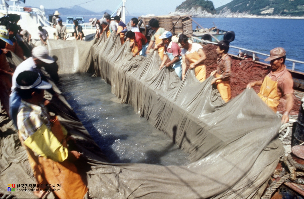 멸치잡이 / 그물 당기기