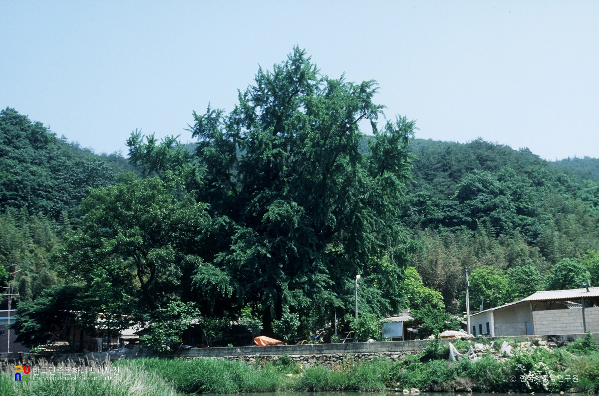 화순 야사리 은행나무