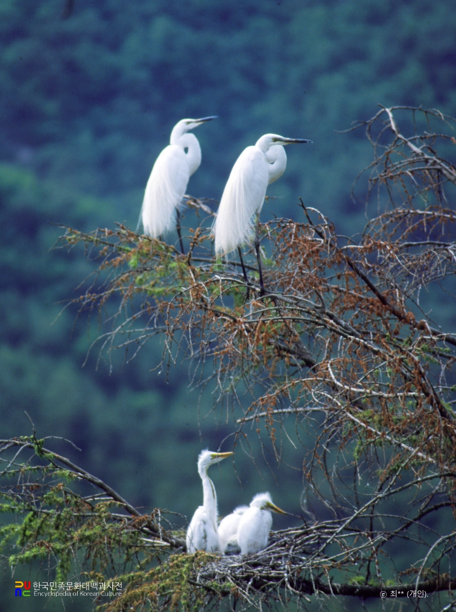 횡성 압곡리 백로와 왜가리 번식지 백로