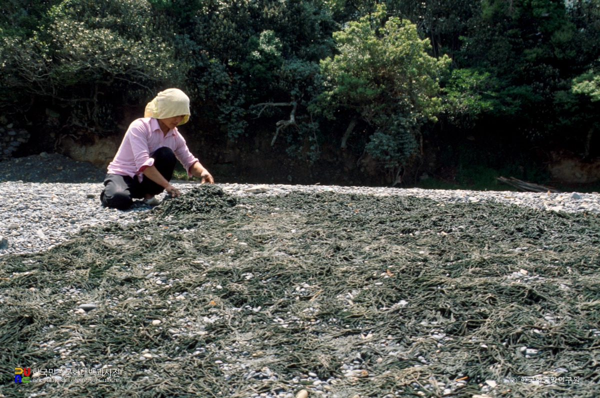 청각 말리는 모습
