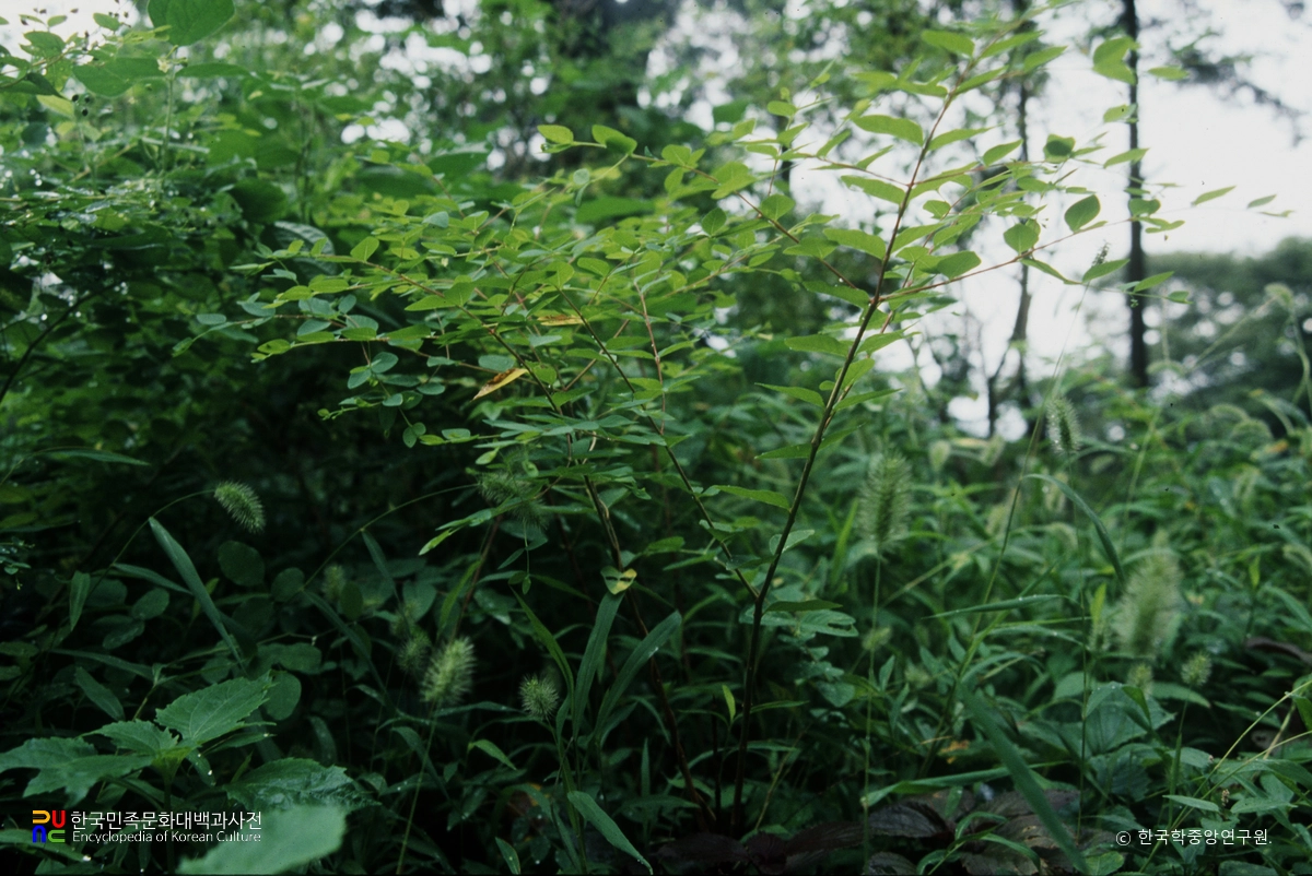 남해 화방사 산닥나무 자생지