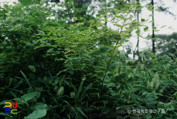 남해 화방사 산닥나무 자생지