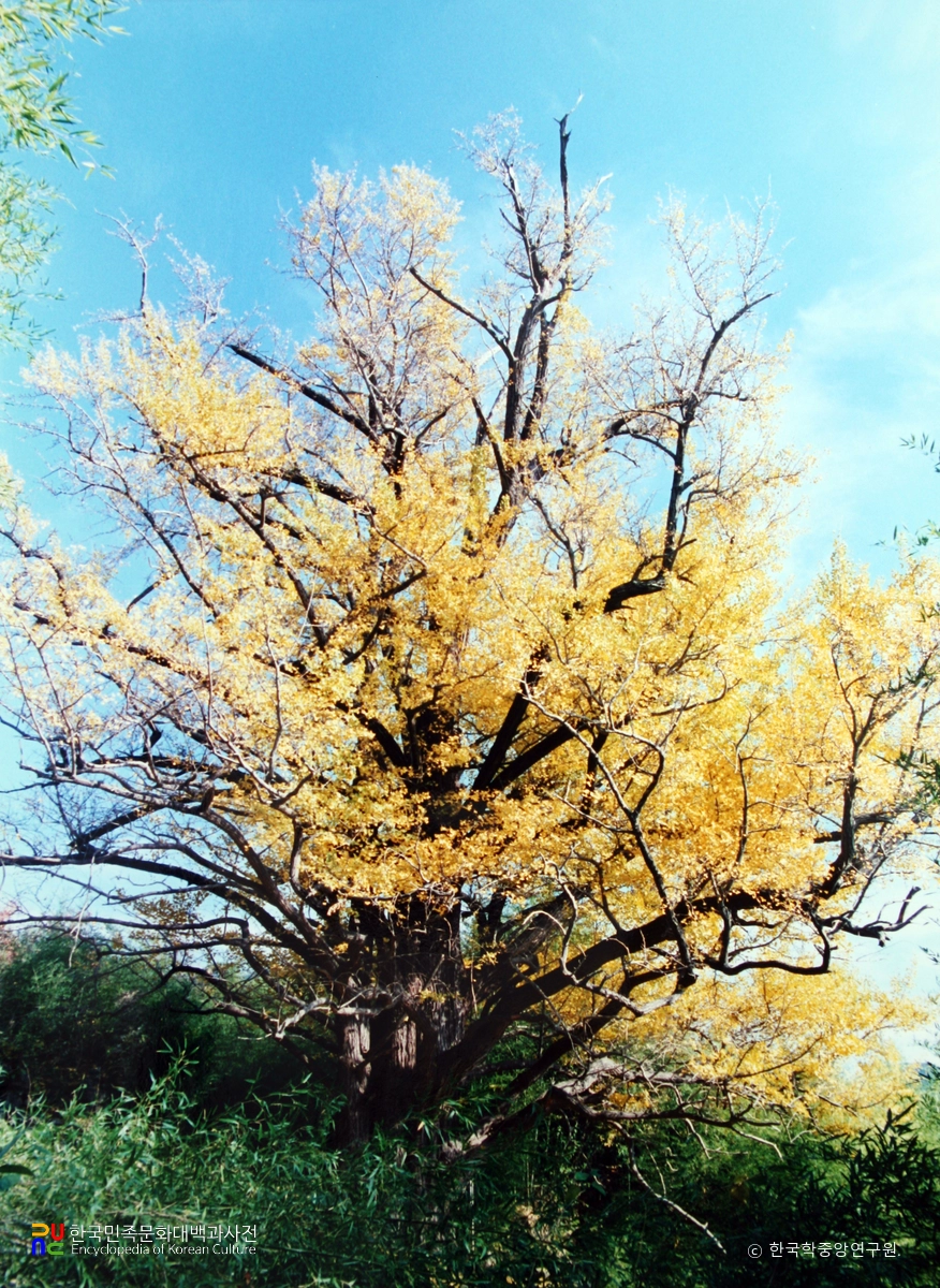두양리 은행나무