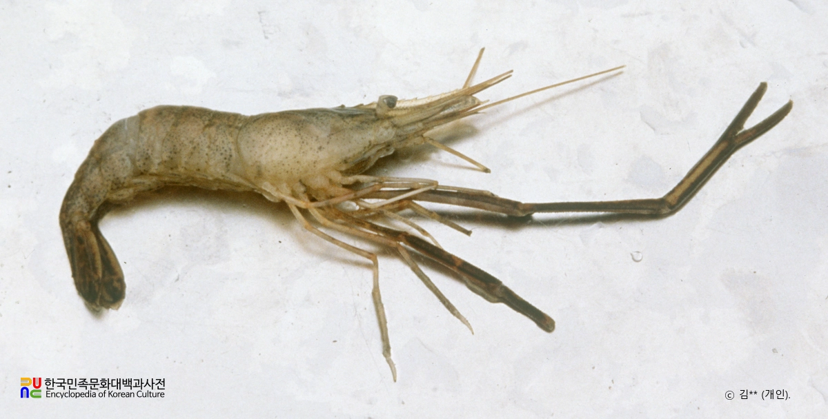 징거미새우