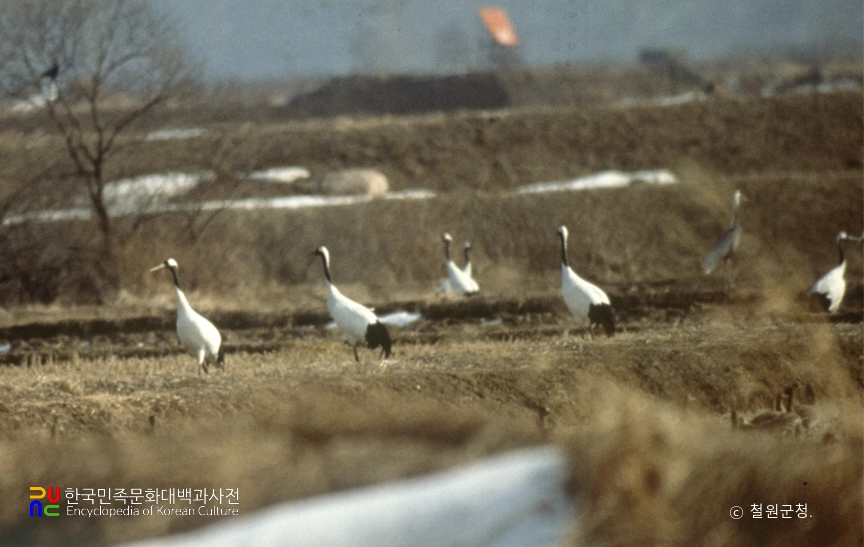철원 철새 도래지