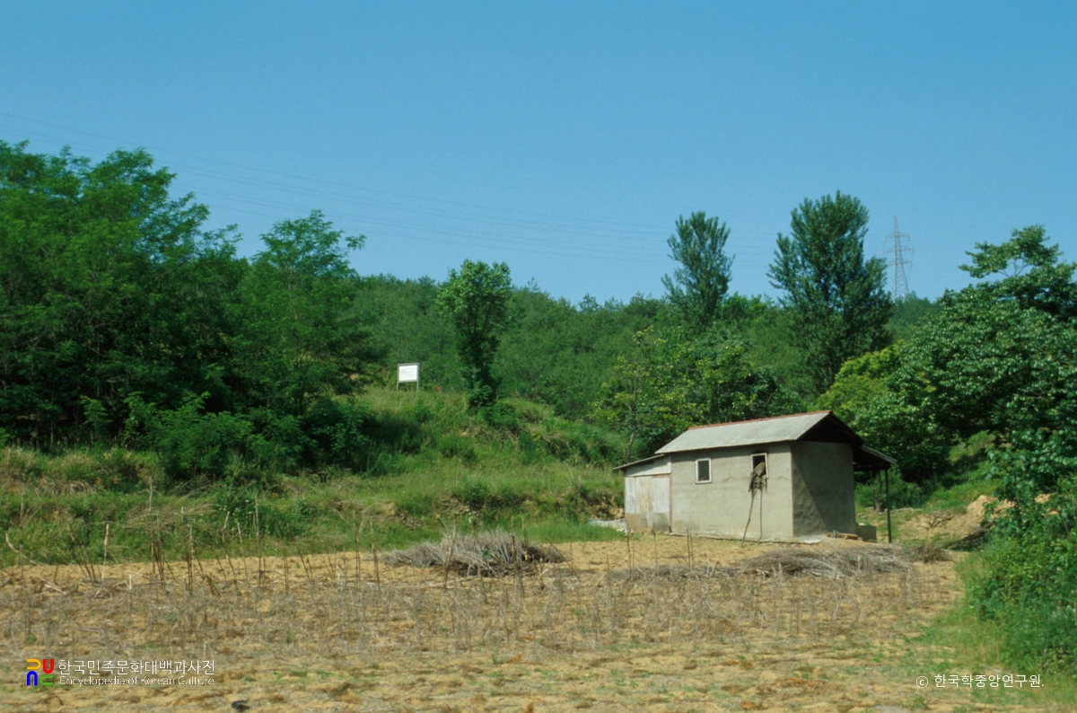 칠곡 금무봉 나무고사리 화석산지