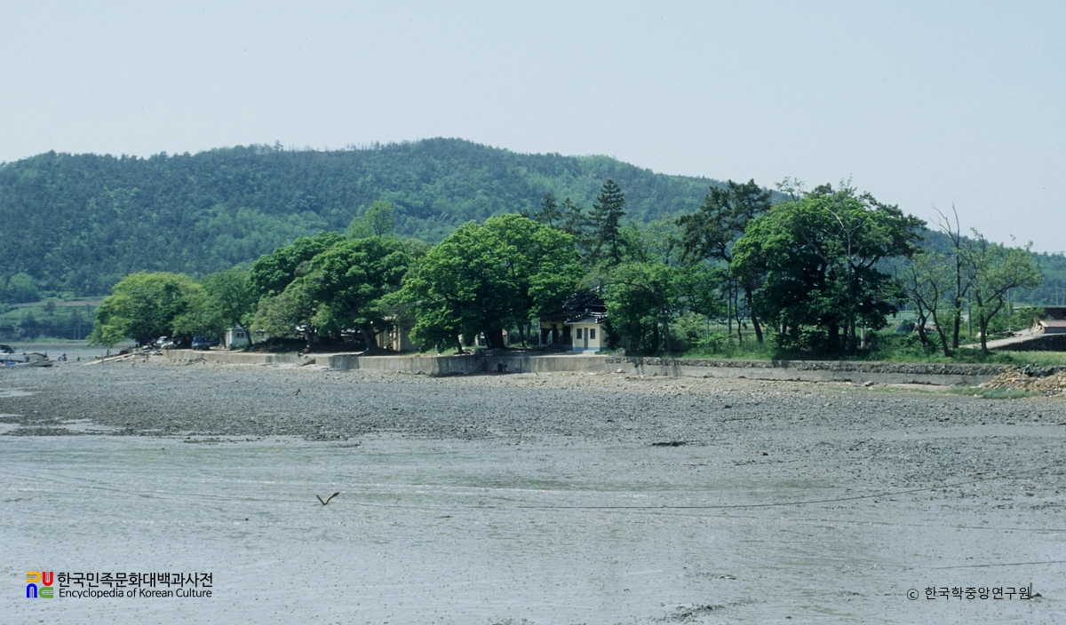 고흥 월정리의 해안방풍림