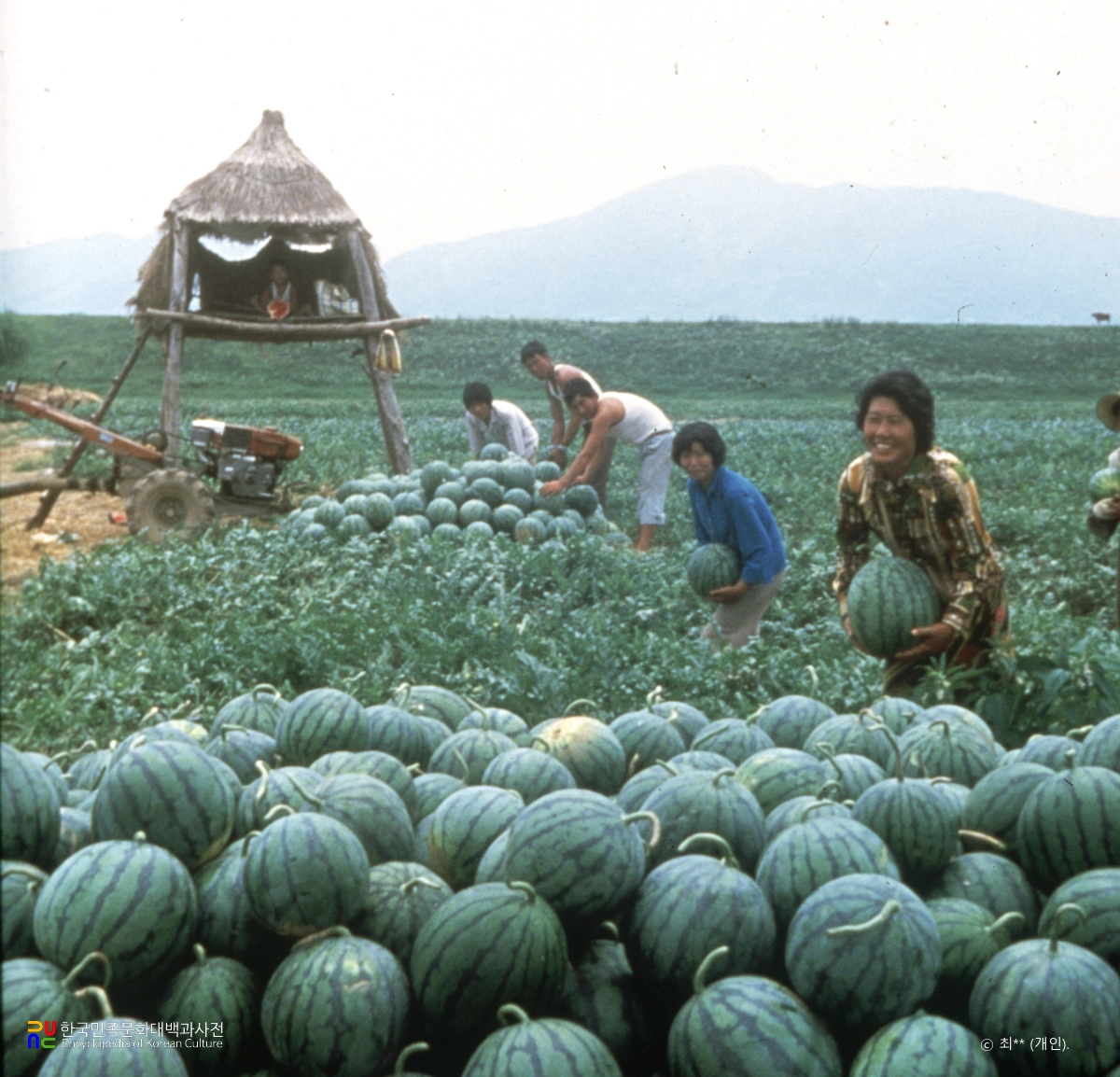 수박 수확