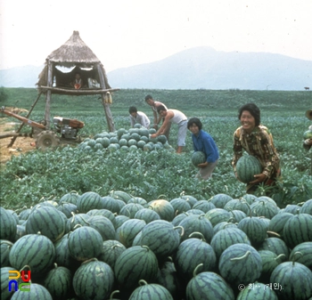 수박 수확