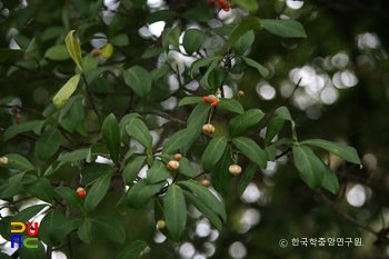 진안 가림리 줄사철나무