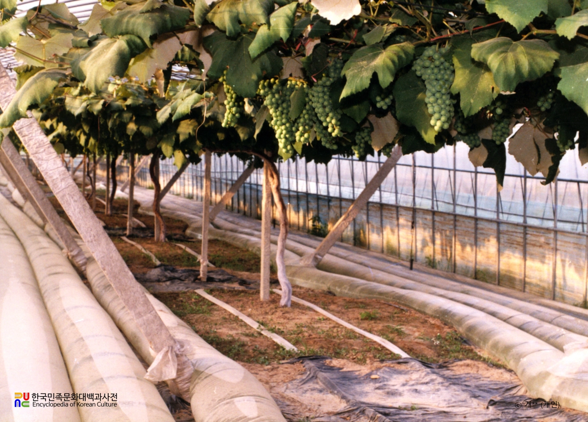 포도 재배