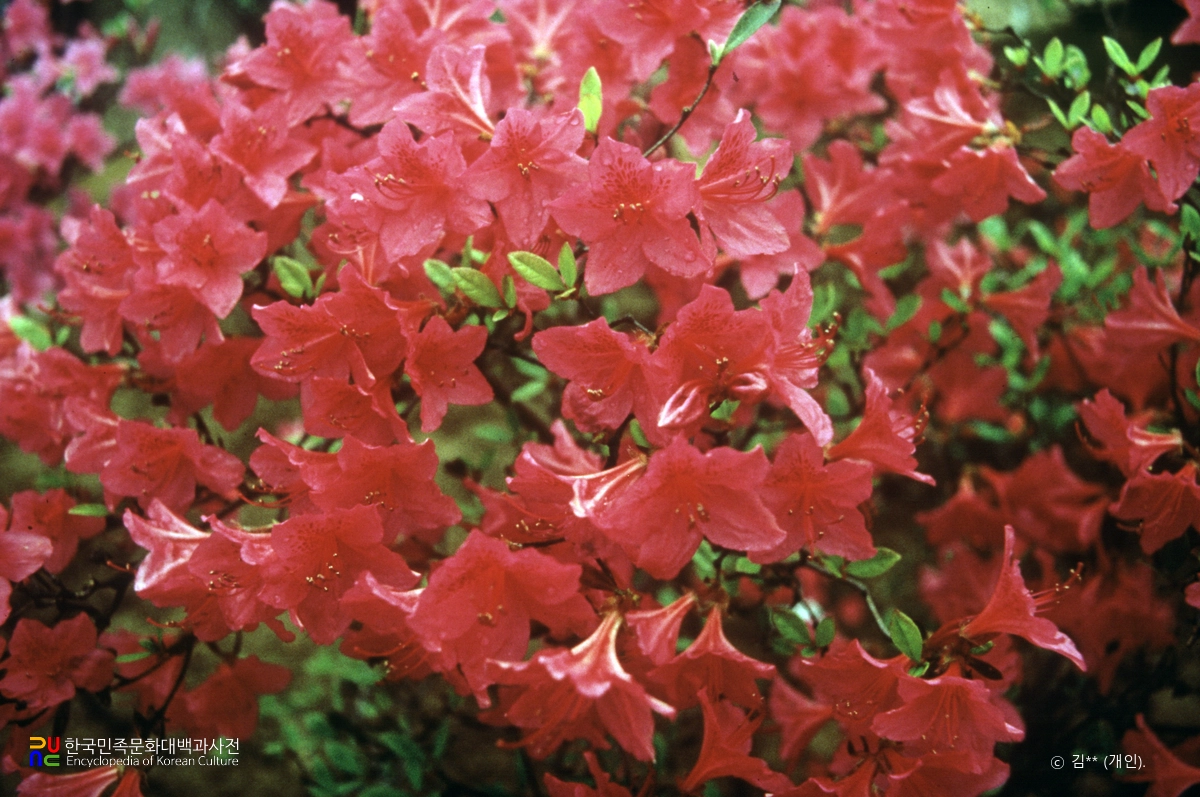 영산홍