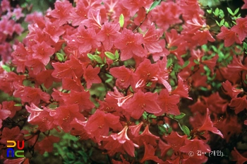 영산홍