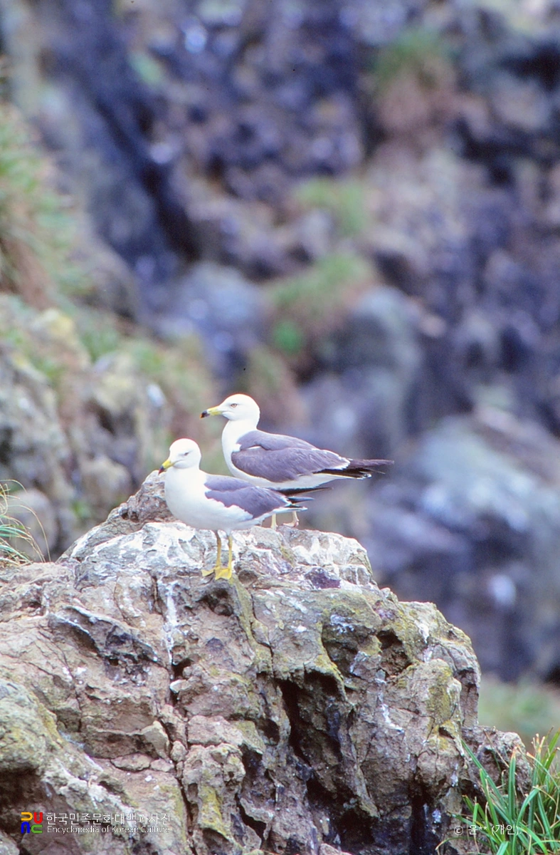 태안 난도 괭이갈매기 번식지