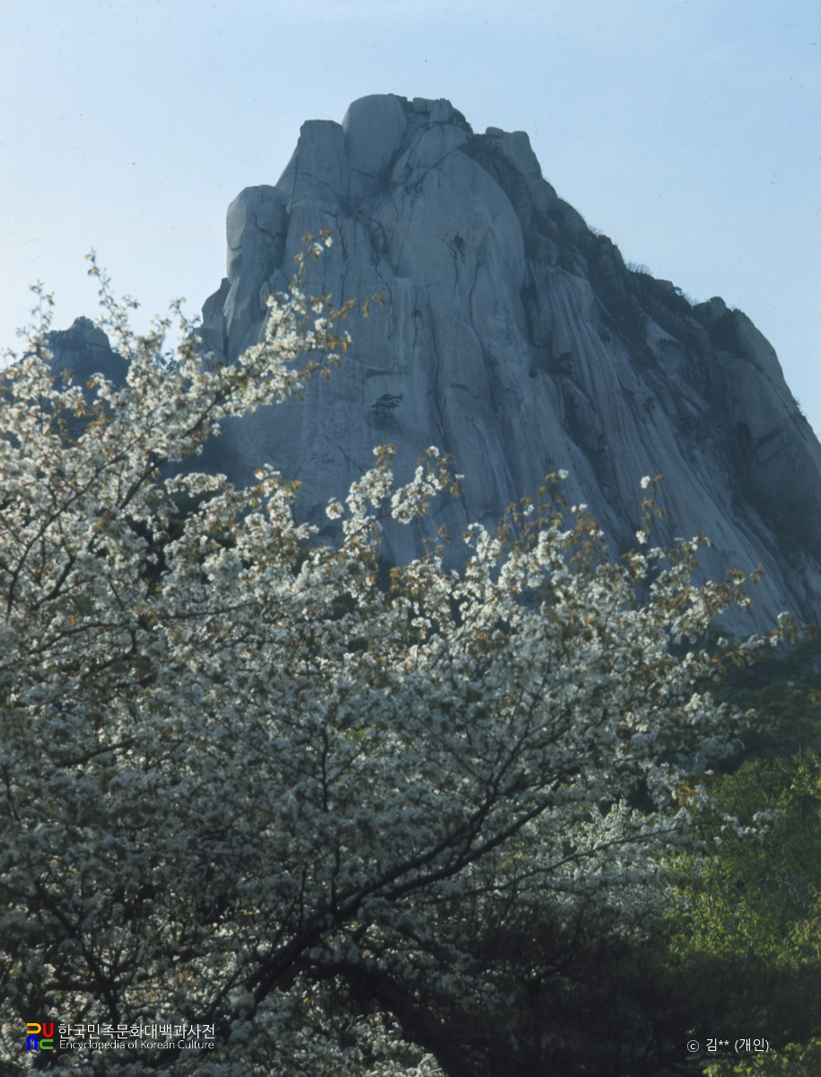 산벚꽃 / 도봉산