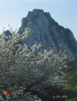 산벚꽃 / 버팔로 슬롯 머신 규칙