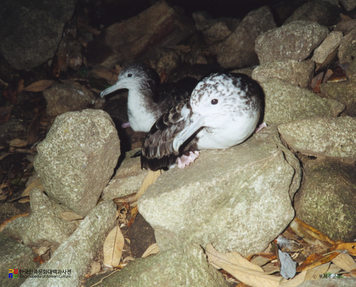 제주 사수도 바닷새류(흑비둘기, 슴새) 번식지