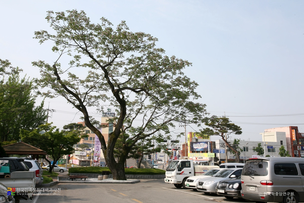 고창 교촌리 멀구슬나무