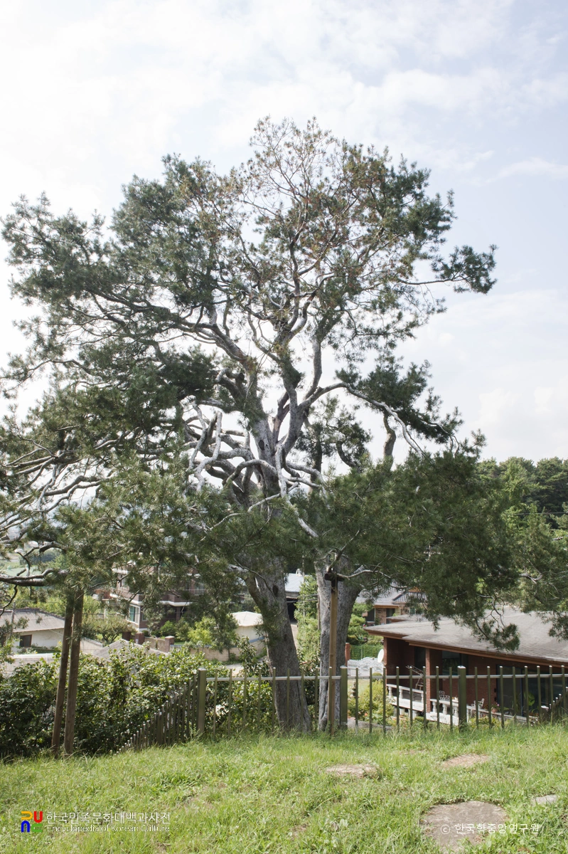 이천 신대리 백송