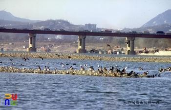 한강의 철새