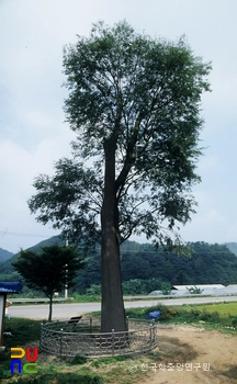 삼척 갈전리 느릅나무