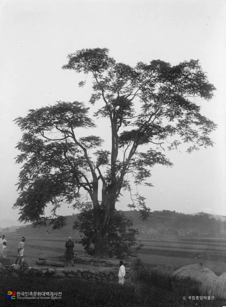 경상남도 남해군 가죽나무