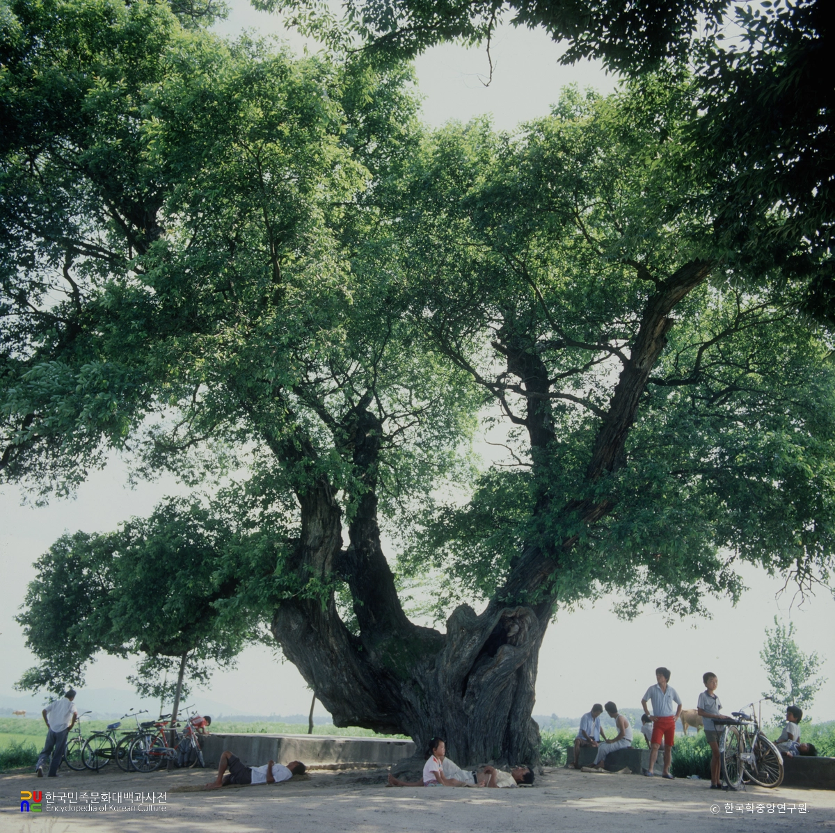 김제 종덕리 왕버들