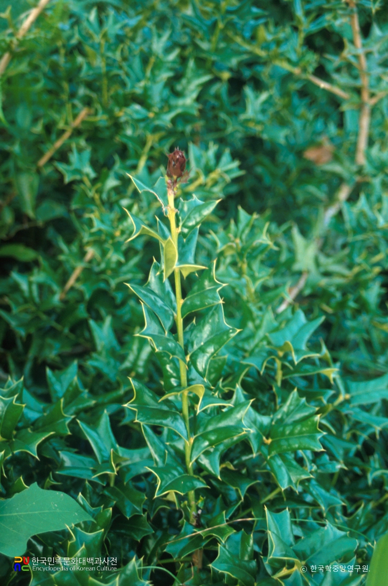 부안 도청리 호랑가시나무 군락